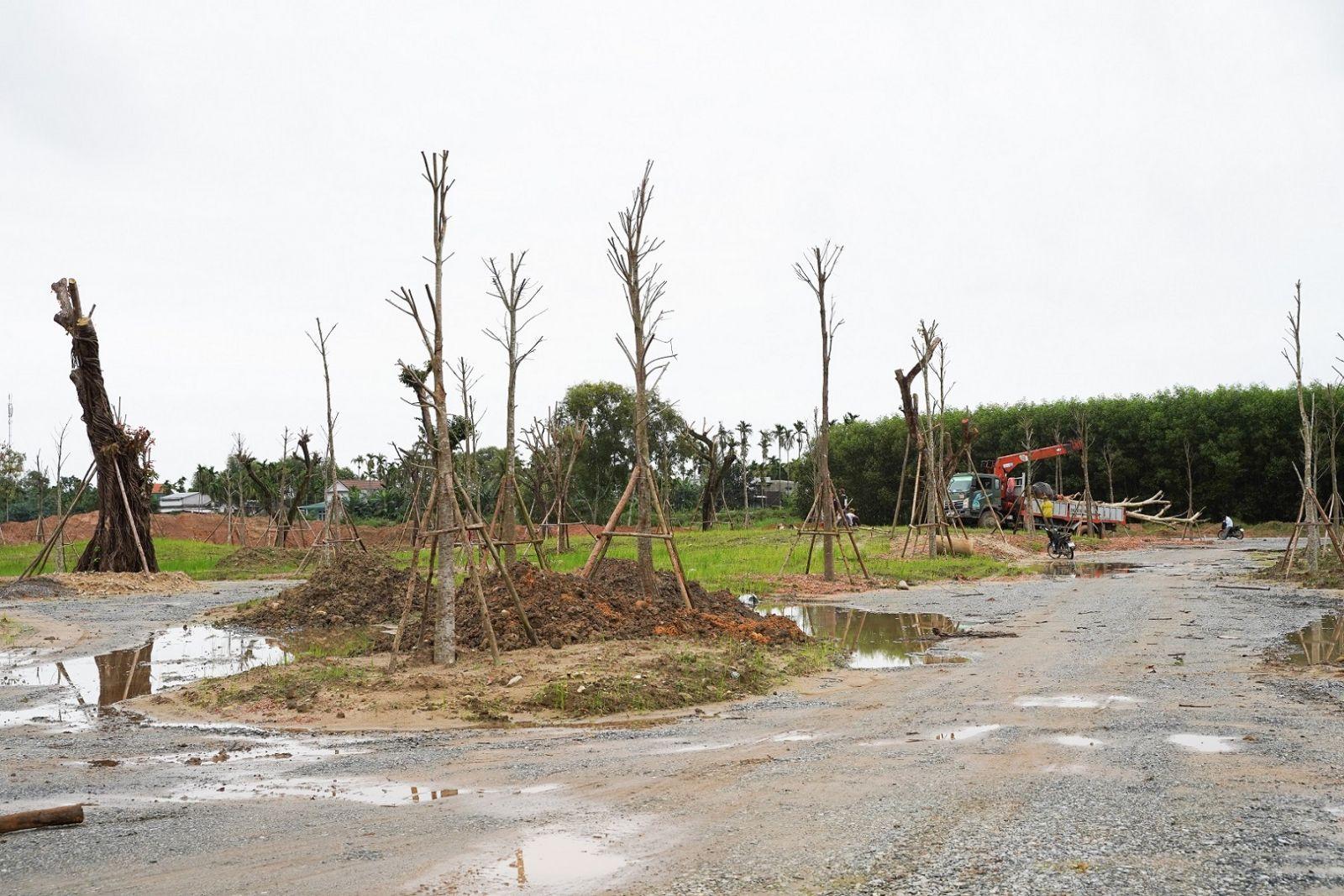 trong-cay-tai-du-an-phu-dien